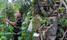 Demi Kemandirian Pangan,ASN Ini Manfaatkan Pekarangan